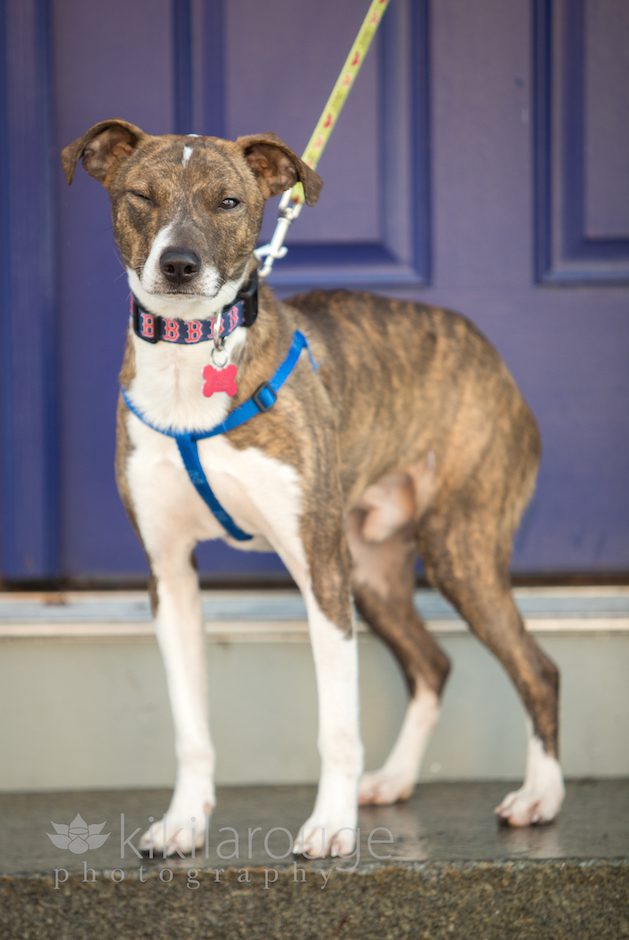 Boston Pet Photographer LHK9 Dog Adoption Event in