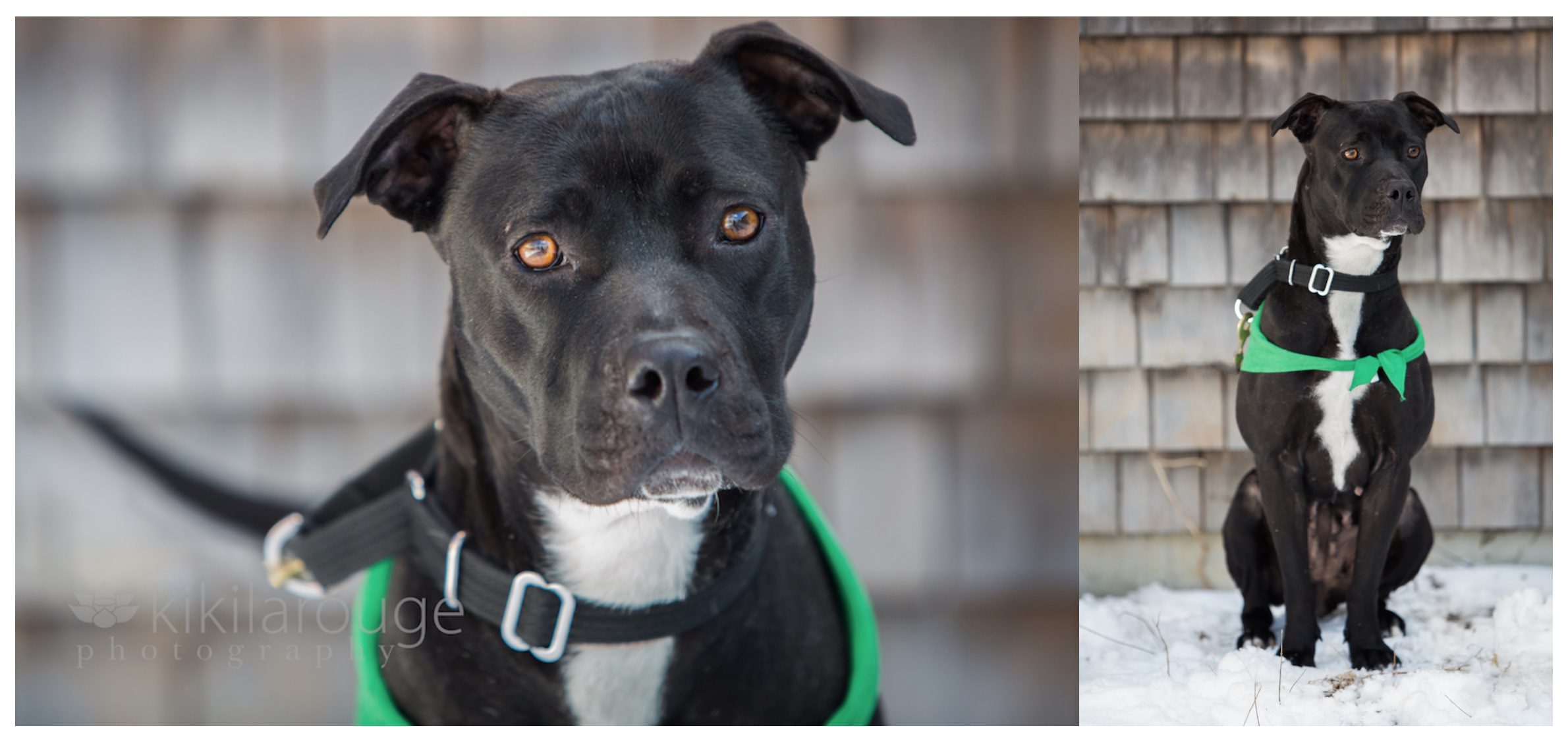 Newburyport Pet Photographer LHK9 Adoption Event at the KLP Studio