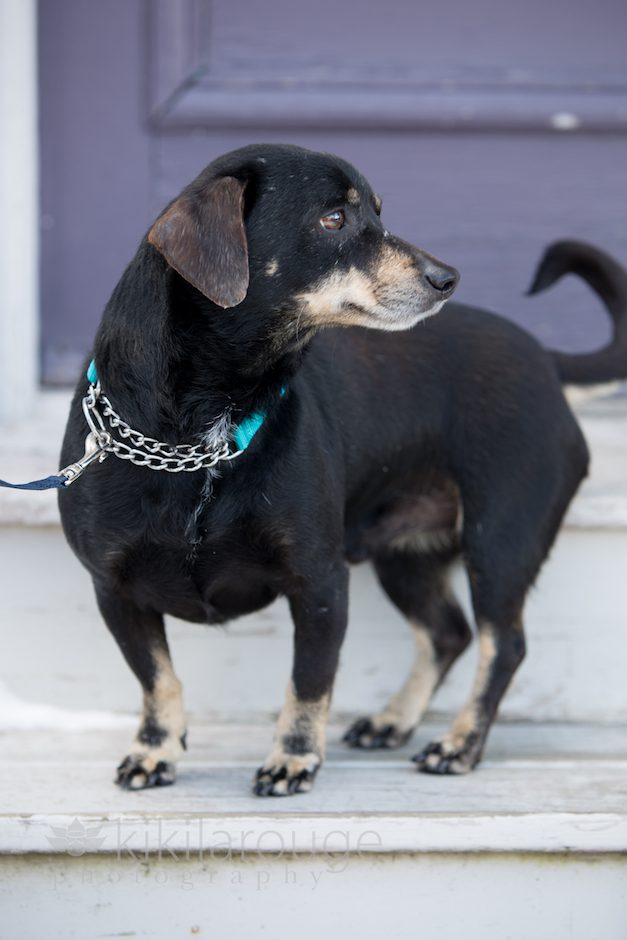 Newburyport Pet Photographer LHK9 Adoption Event at the KLP Studio