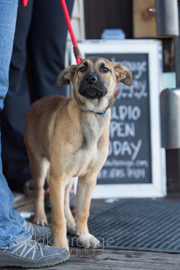 Newburyport Pet Photographer LHK9 Adoption Event at the KLP Studio
