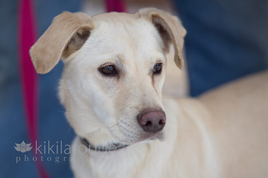 Newburyport Pet Photographer LHK9 Adoption Event at the KLP Studio