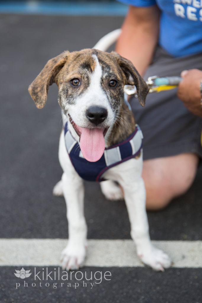 Boston Dog Photographer Sweet Paws Rescue Event Ipswich