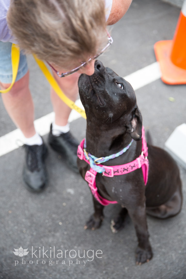 Boston Dog Photographer Sweet Paws Rescue Event Ipswich