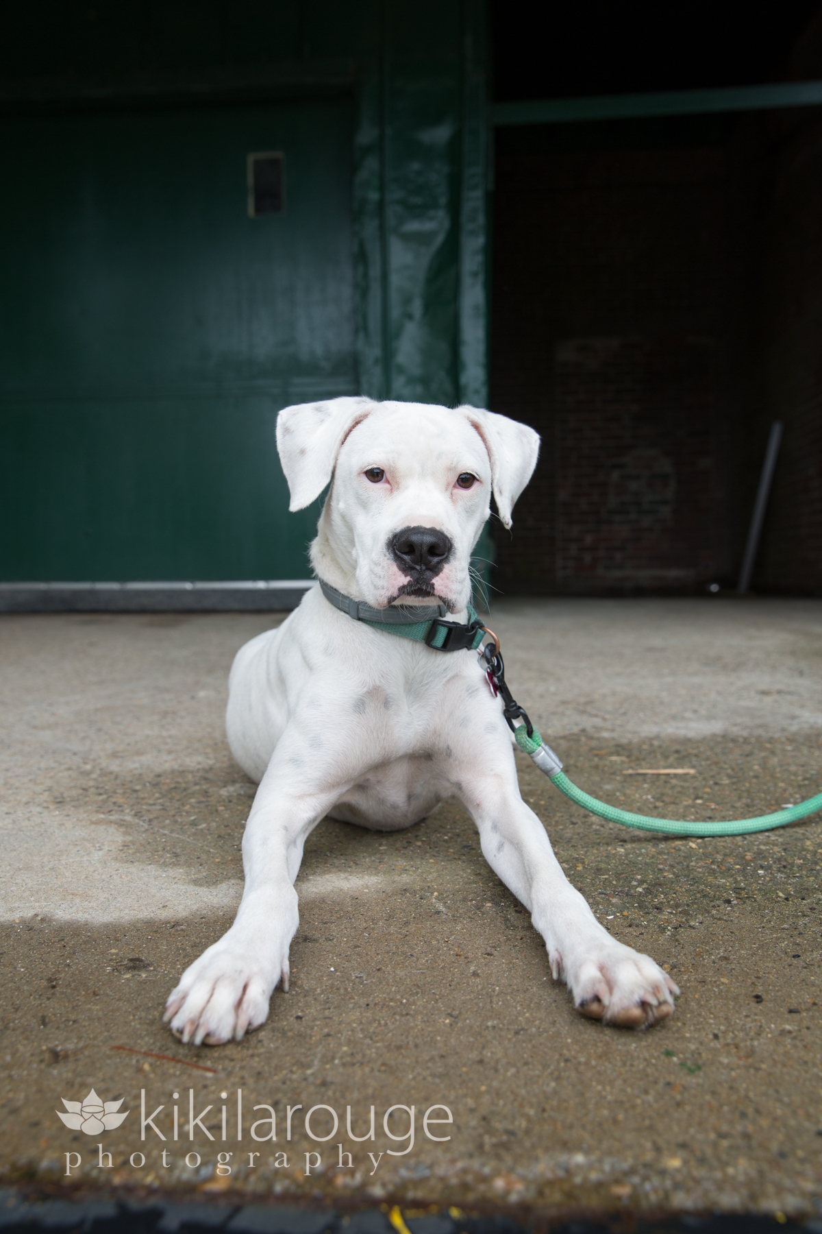 Senior K Dog Rescue Senior K Dog Rescue